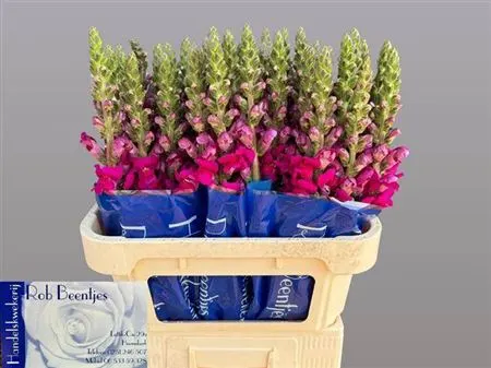 Papuľky (Antirrhinum)