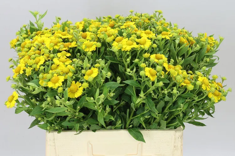 Helenium Kanaria 60 cm