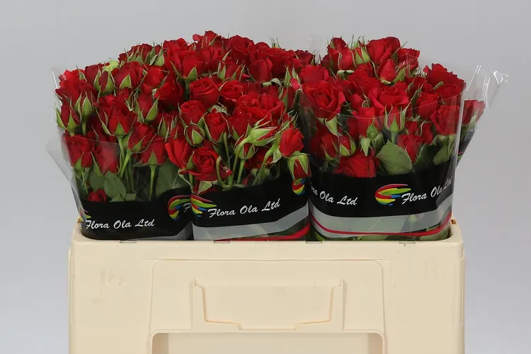 Rosa Tr Mirabel 50 cm