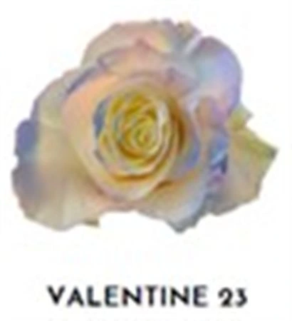 Ruža farbená Valentine 23, Ekvádor 50 cm