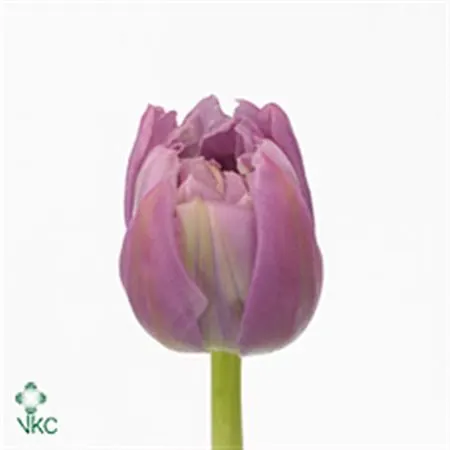 Tulipa Du Double Price