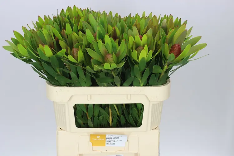 Leucadendron Ayoba Sky 70 cm