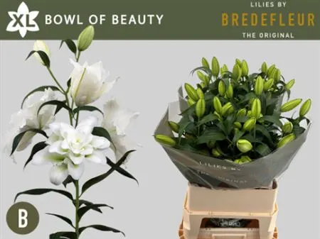 Lil Or Double Bowl Of Beauty White 85 cm