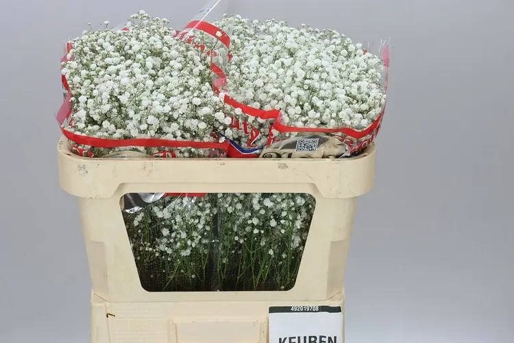 Gypsofila Xlence 20 Gr 70 cm