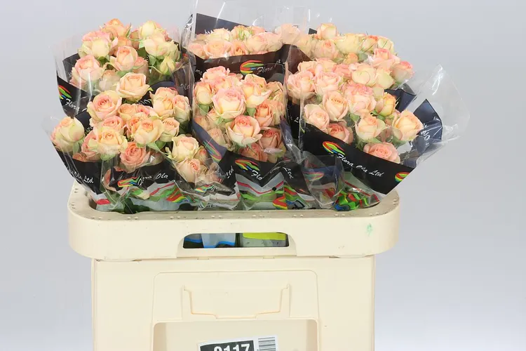Rosa Tr Azore X5 60 cm