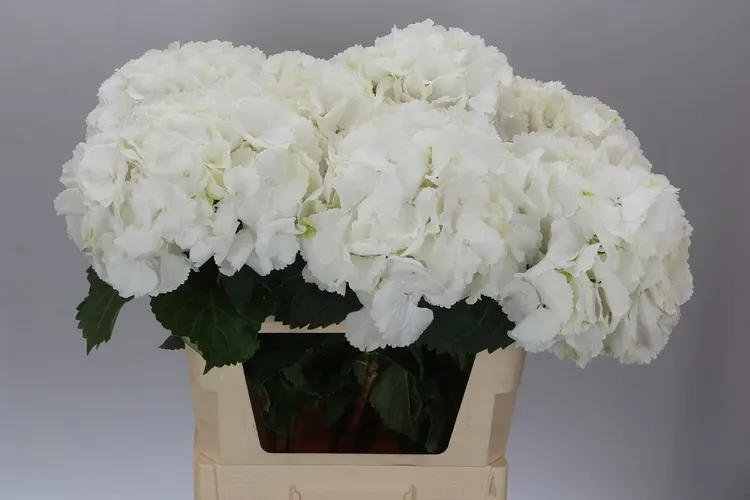 Hydrangea Schneeball 80 cm
