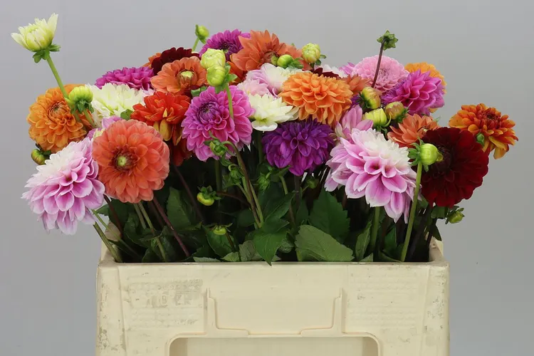 Dahlia Mixed 50 cm