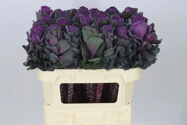 Brassica Elegance 70 cm