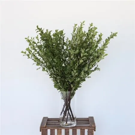 Igg Pitto Long Green X10 Stems 85 cm