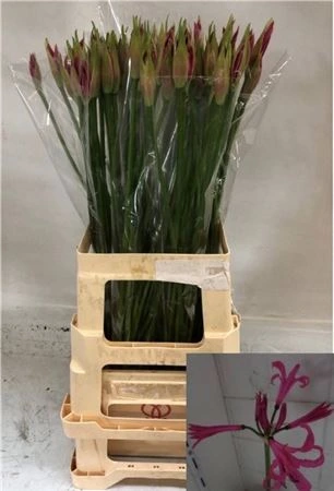 Nerine Bo Favoriet 80 cm