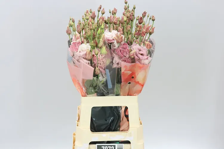 Eust Dy Alissa Beau Bordeaux 72 cm