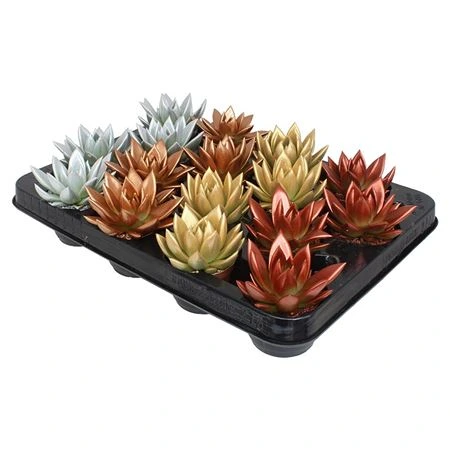 Echeveria Matal Xmas mix črepník 6 cm