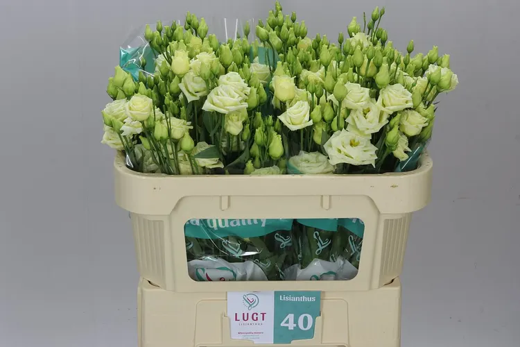 Eust Du Rosita Yellow 72 cm