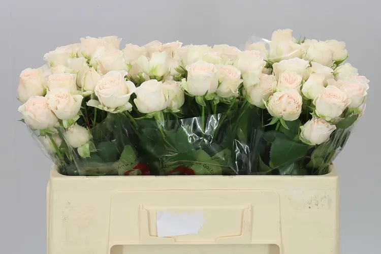 Rosa Tr Sofie X5 50 cm