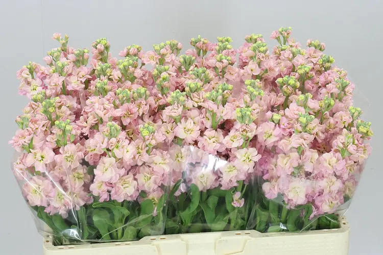 Matthiola Champagne 54 cm