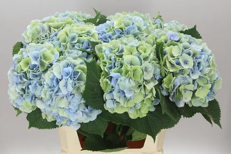 Hyd Verena Blue Classic 80 cm