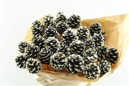 Pine Cone Blackt Glitter, sušené 50 cm