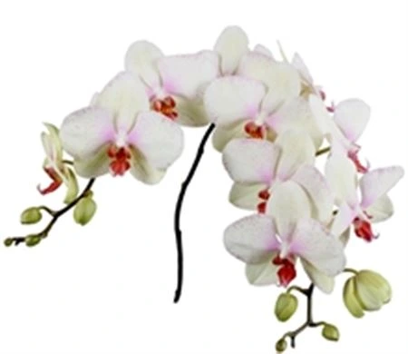 Orchidea Phalaenopsis Omega X45
