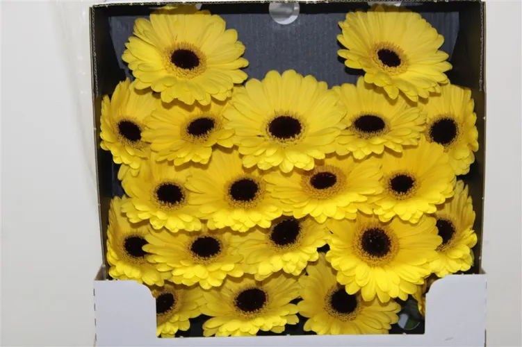 Germini Diamond Sunshine 55 cm