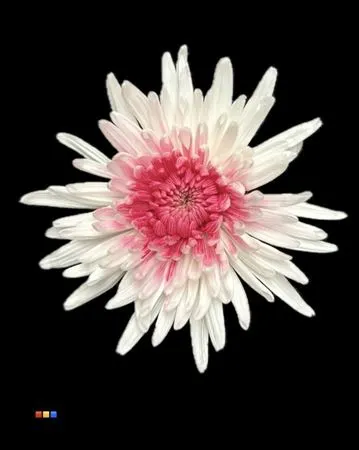 Chr G Ana White + Cerise 70 cm