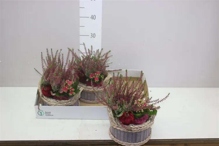 Arr Tuinplanten In Hout Met Touwrand Rond črepník 19 cm