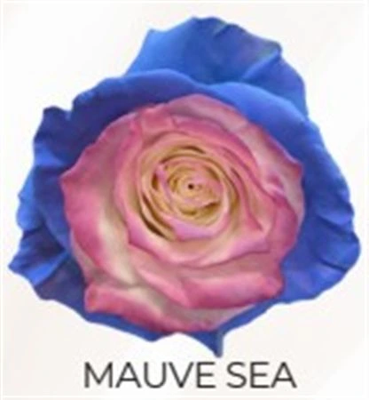 Ruža farbená Mauve Sea, Ekvádor 50 cm