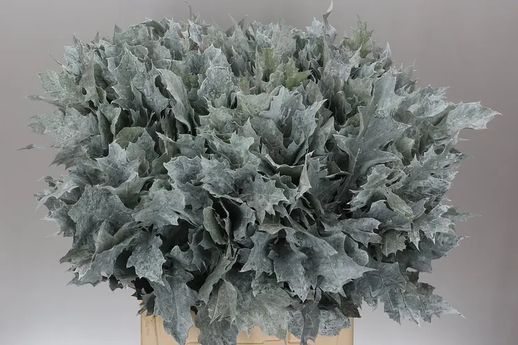 Quercus Rubra White 20st 80 cm