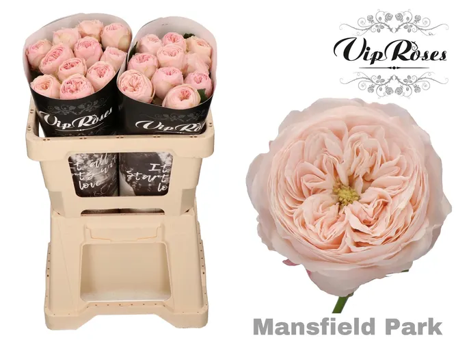 R Kl Mansfield Park X20 50 cm