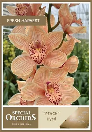 Cymb Dyed Peach X2 80 cm