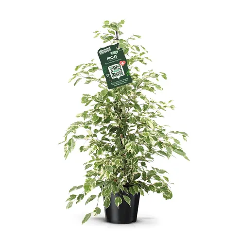 Ficus Twilight črepník 21 cm