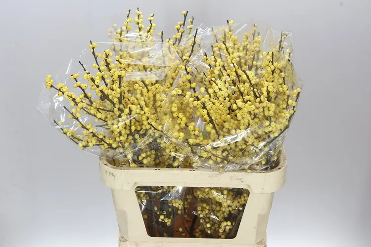 Ilex Citronella 80 cm