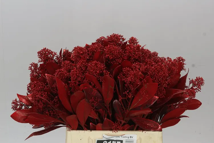 Skimmia farbená Red 45 cm