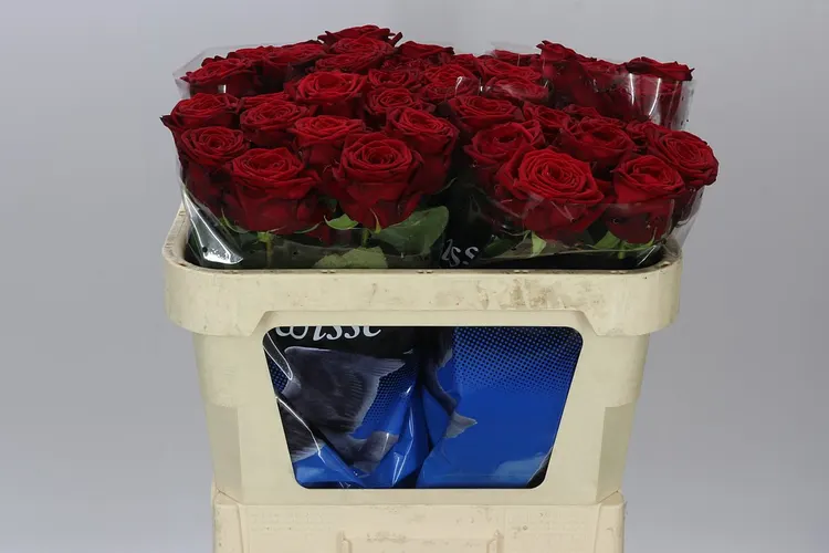 Ruža Red Naomi Meewis 70 cm