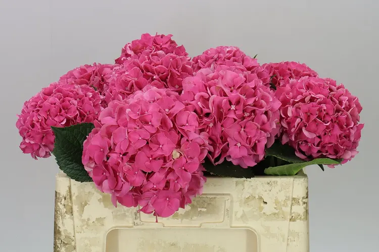 Hydrangea Glowing Alps Pink 50 cm