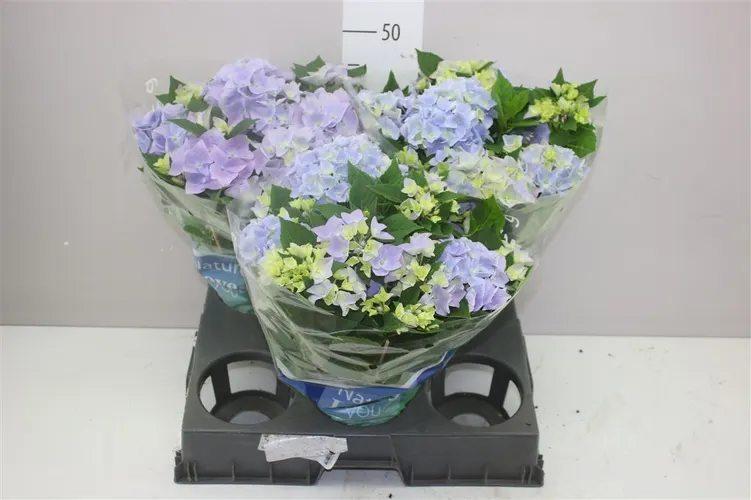 Hydrangea Ankong Blue 9+ črepník 15 cm