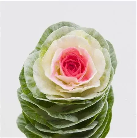 Brassica Powdered Dolce Vita Glitter 60 cm