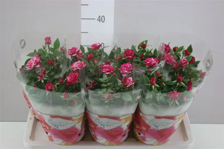 Ruža črepníková Twin Colour črepník 14 cm