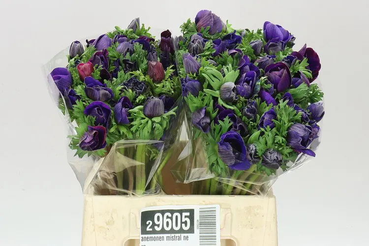 Anemonen Mistral Nero 40 cm