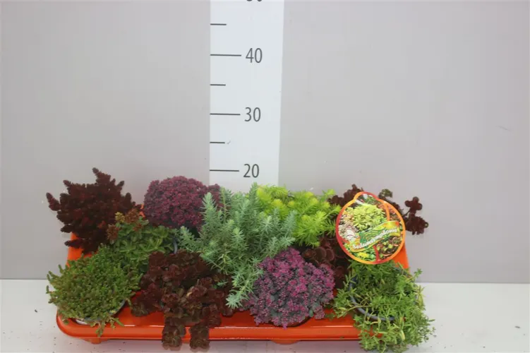 Sedum Gemengd črepník 11 cm