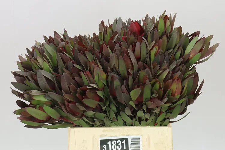 Leucadendron Safari Sunset 40 cm