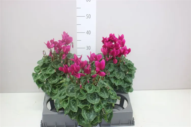 Cyklámen veľkokvetý S S Xl fialový črepník 15 cm