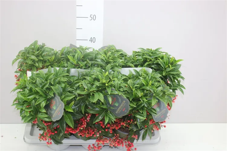 Ardisia Crenata Bos Premium Red črepník 14 cm