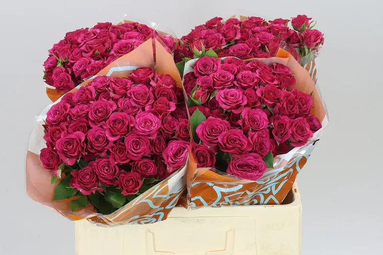 Rosa Tr Cheyenne 60 cm
