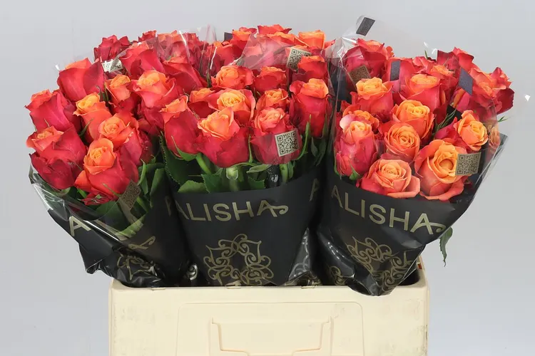Rosa Gr Firelight 60 cm