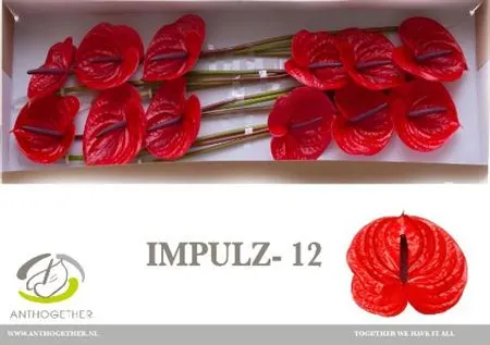 Anth Impulz