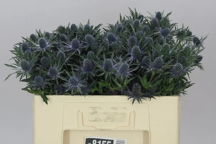Eryngium Orion 50 cm