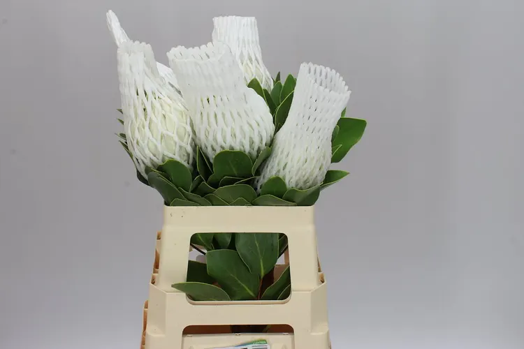 Protea Cynaroides Arctic Ice 60 cm