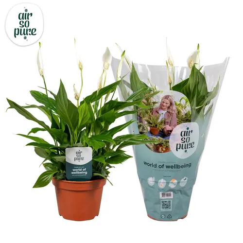 Spathiphyllum Pearl Cupido črepník 15 cm