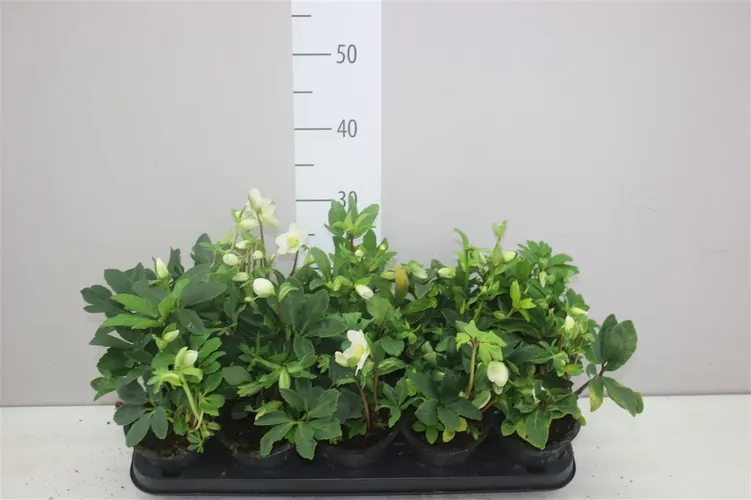 Helleborus N Happy Day 6+ črepník 12 cm