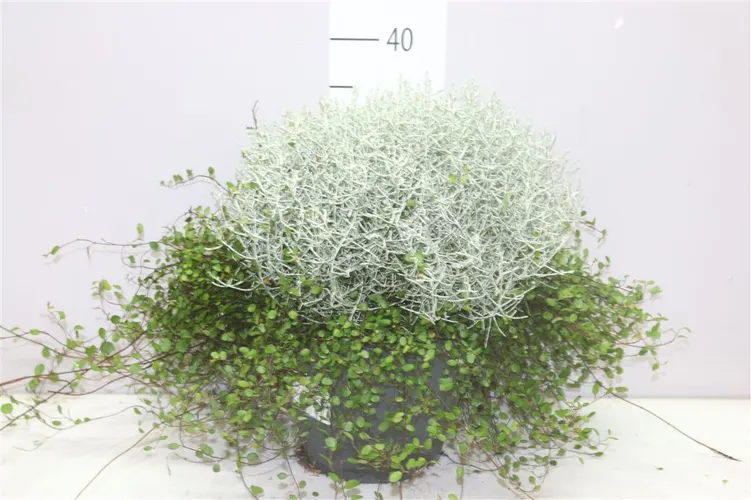 Calocephalus/muehlenbeckia črepník 23 cm